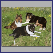 gallery/traditional_collies
